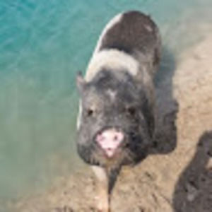 Meet your Posher, Tim